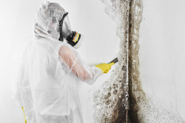 Best Mold Cleaning Services  in Benton Harbor, MI