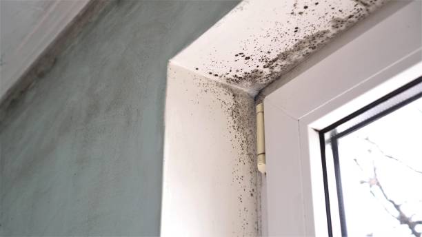 Best Emergency Mold Removal  in Benton Harbor, MI