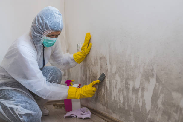 Best Toxic Mold Removal  in Benton Harbor, MI