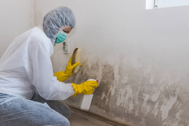 Mold Testing and Removal in Benton Harbor, MI