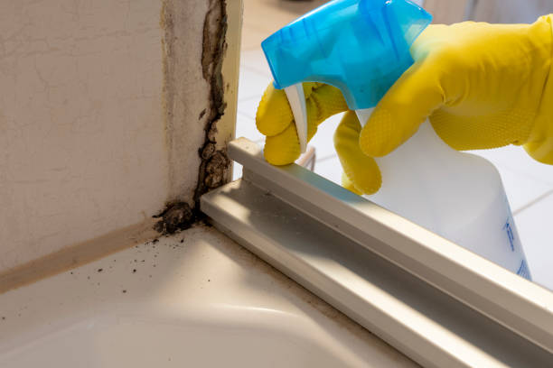 Best Commercial Mold Removal  in Benton Harbor, MI