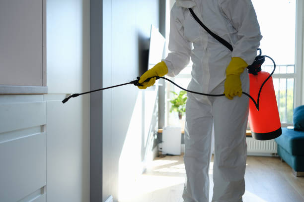 Best Black Mold Removal  in Benton Harbor, MI