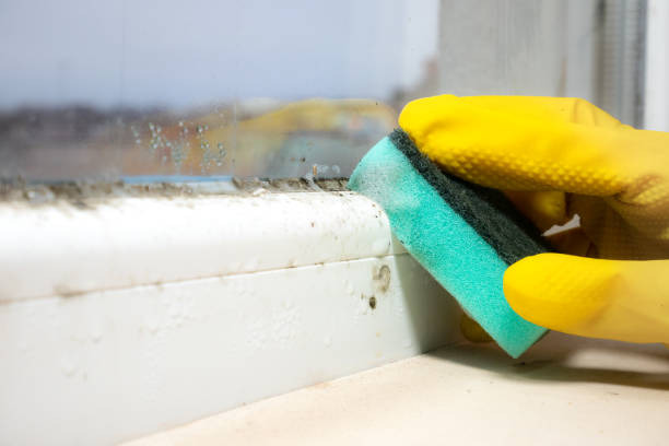 Best Mold Cleaning Services  in Benton Harbor, MI