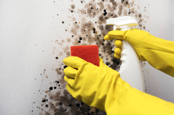 Best Toxic Mold Removal  in Benton Harbor, MI