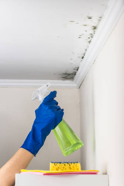 Best Emergency Mold Removal  in Benton Harbor, MI