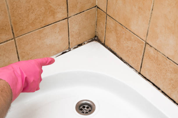 Best Crawl Space Mold Removal  in Benton Harbor, MI